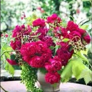 Meet your Posher, Francene